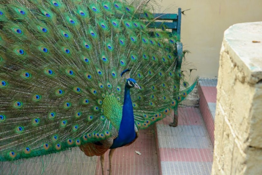 Shimla Himalayan Bird Park_1